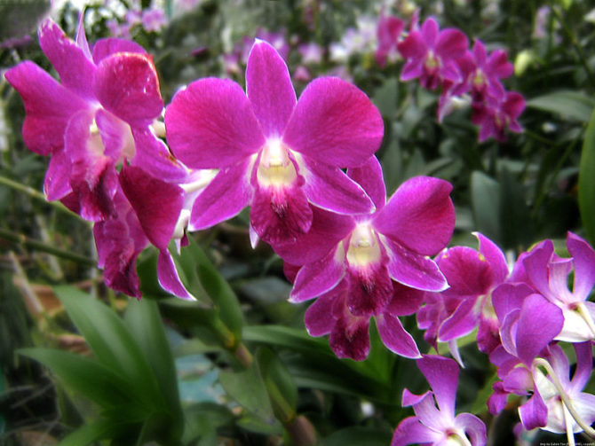 Орхидеи для милых дам